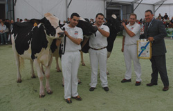 mellor criador nodi