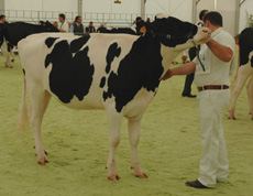 pozo champion madia