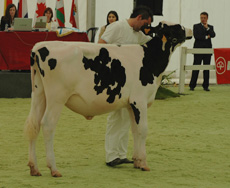 cid gibson forxa