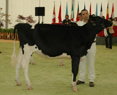 pozo goldwyn