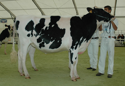 cudaña atenas champion