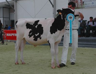 CID GIBSON FORXA