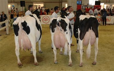 SAT CAVADAS