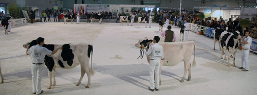 CONCURSO RAZA FRISONA