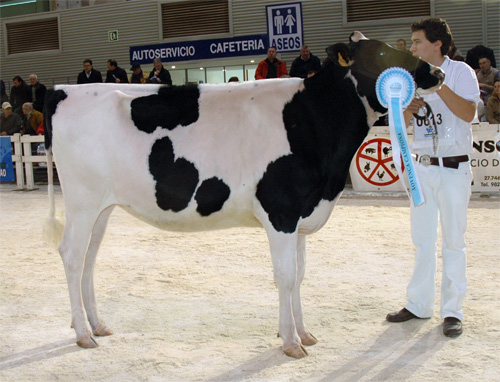 CAPON-HOLSTEIN GOLDWYN CAROL
