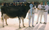VACA GRAN CAMPIONA DE GALICIA