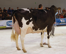 XERCAS CAV DJALMA STORMATIC