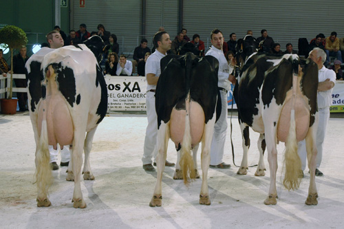 GANDEIRIA POZO - MELLOR CRIADOR DE GALICIA