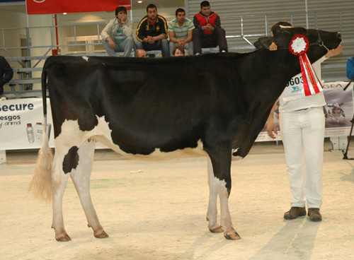 POZOSAA XACOBEO 6945 LUSI