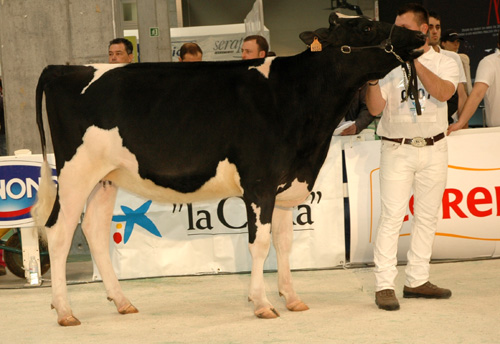 CAPON-HOLSTEIN WINDBROOK PAQUI