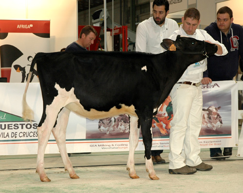 POZOSAA ATWOOD 7126 RITA