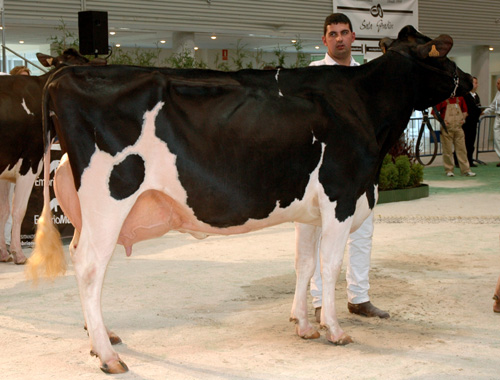 REY 509 NINFA SPIRTE