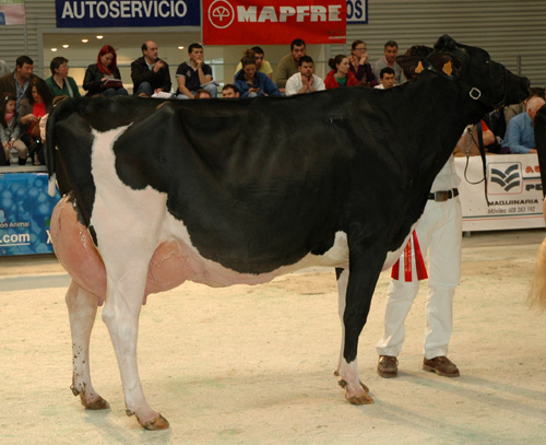 CASLIMOURE GOLDWYN LAURA