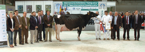 BADIOLA GOLDWYN MEGATE 