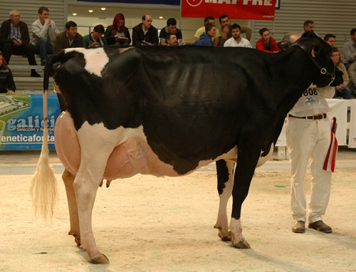 BADIOLA GOLDWYN MEGATE I
