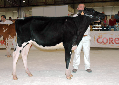 POZOSAA GOLDWYN 9545 SONIA