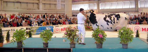 SUBHASTA TOP-BOS