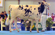 BOS SHOTTLE SECRET ET