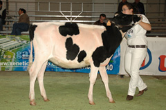 CAPON-HOLSTEIN GOLDWYN CAROL