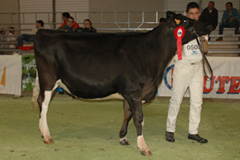 REY 435 DIANA IGNITER 