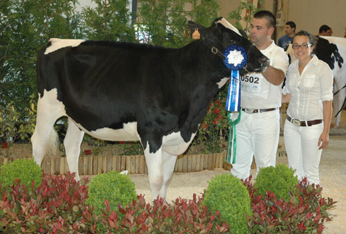CID FEVER ALELUYA VII