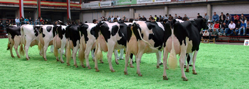 VACA INTERMEDIA