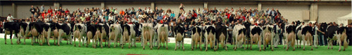VACAS LACTACION 4 ANOS