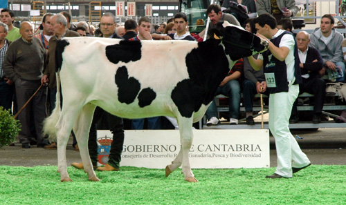 CAPON-HOLSTEIN GOLDWYN CAROL
