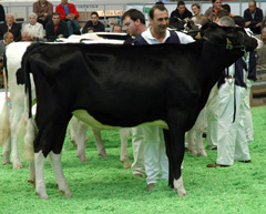 POZOSAA JASPER 9888 ERMA
