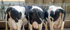 VACAS