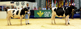 Rei de Miñotelo