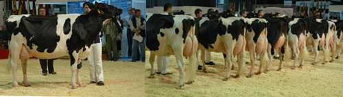 ANIBAL CHAMPION ALELUYA
