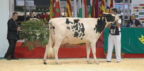 POZOSAA GOLDWYN 6821 RULA