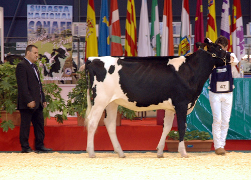 BOS GOLDWYN MONALISA