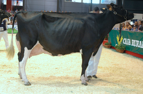 PACHO GOLDWYN TELVA