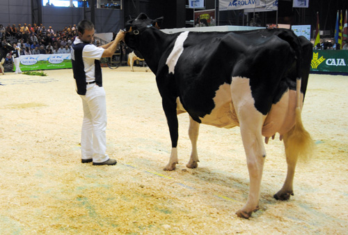 CID GOLDWYN GRISELDA