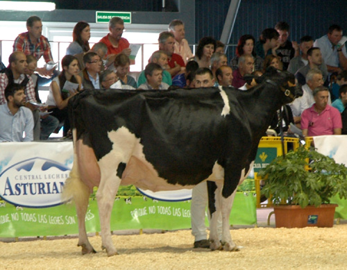 CID GOLDWYN GRISELDA