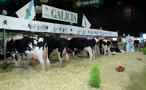 XOVENES GANDEIROS