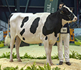 REY 713 MARTITA ELUDE