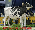 REY 782 DALIA BEEMER