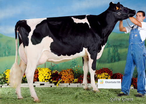 CID GOLDWYN ALELUYA V