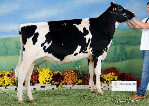 REY 470 BLANQUITA DOLMAN