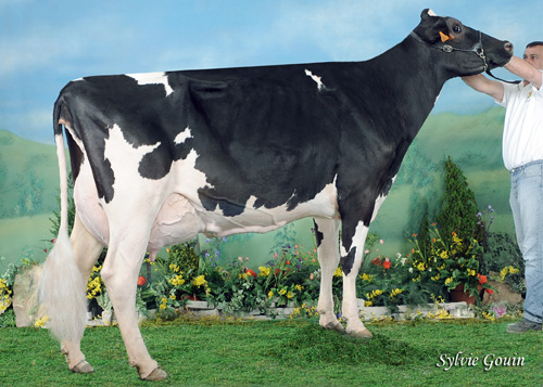 XERCAS CAV DJALMA STORMATIC