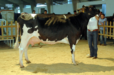 XERCAS CAV DJALMA STORMATIC
