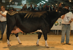 TORTUE LB 4573