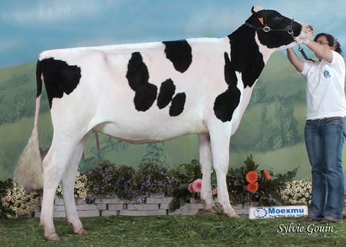 CAPON HOLSTEIN SEPTEMBER DIXI