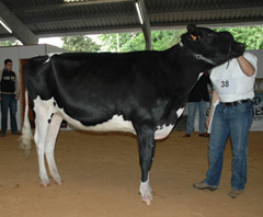 POZOSAA GOLDWYN SARA