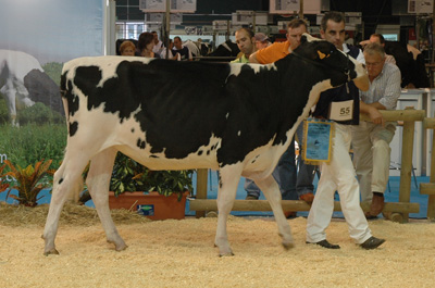 POZOSAA ROY LANA 6971