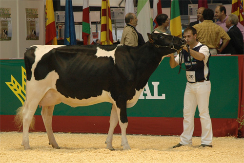 CID GOLDWYN ALELUYA V