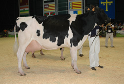 CAPON STORMATIC PILI